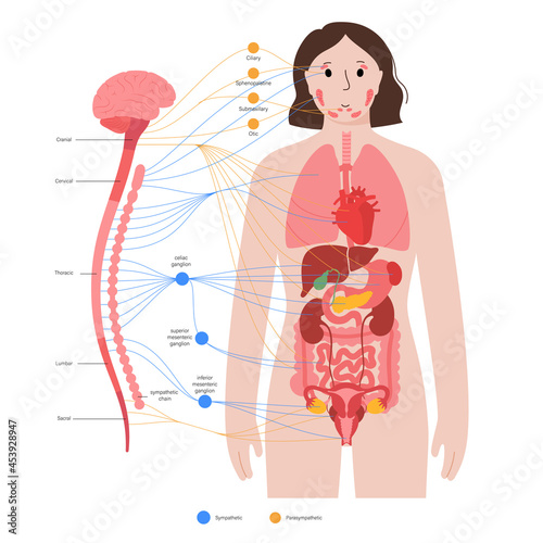 Autonomic nervous system