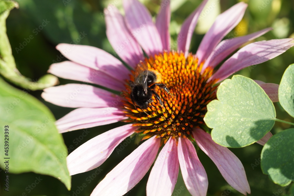 bee on flower bee on flower
