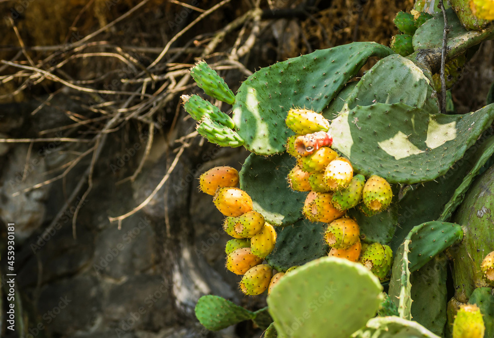 Lots of cacti growing up and down the wall. Lots of cacti growing up and down the wall.