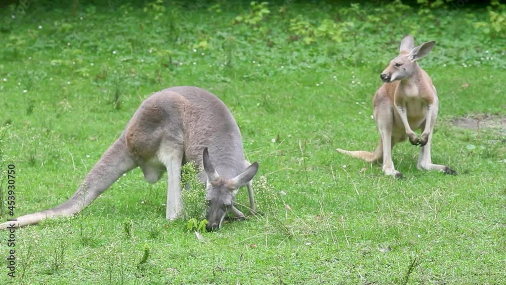 Kangaroo eats grass. Animals graze in the meadow. Kangaroo eats grass. Animals graze in the meadow.