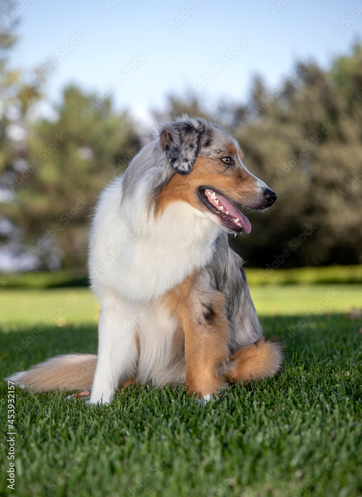 Austrailian Shepherd posing for a portrait at a park Austrailian Shepherd posing for a portrait at a park