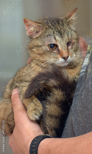 striped sad one-eyed cat at animal shelter photo