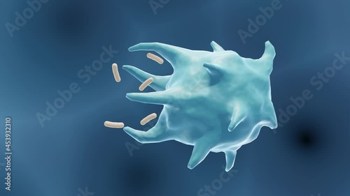 Macrophage is an immune system cell, Phagocytosis 3d animation photo