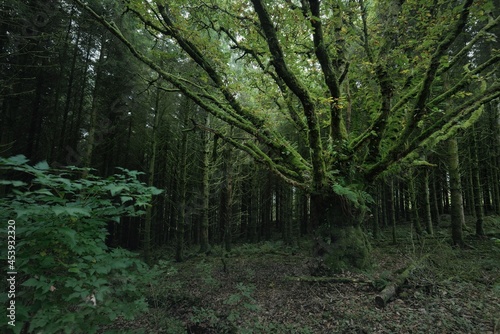 Scottish evergreen rainforest. Mighty pine and spruce trees, moss, plants, fern. Ardrishaig, Scotland, UK. Dark atmospheric landscape. Nature, travel destinations, hiking, ecotourism. Panoramic view photo