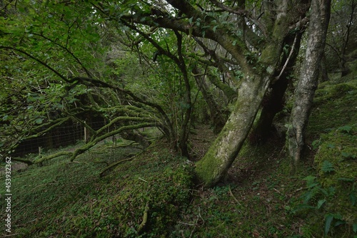 Scottish evergreen rainforest. Mighty pine and spruce trees, moss, plants, fern. Ardrishaig, Scotland, UK. Dark atmospheric landscape. Nature, travel destinations, hiking, ecotourism. Panoramic view photo