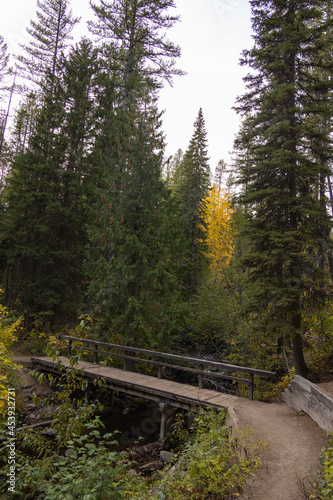 Hiking trail and wooden footbridge in the forest