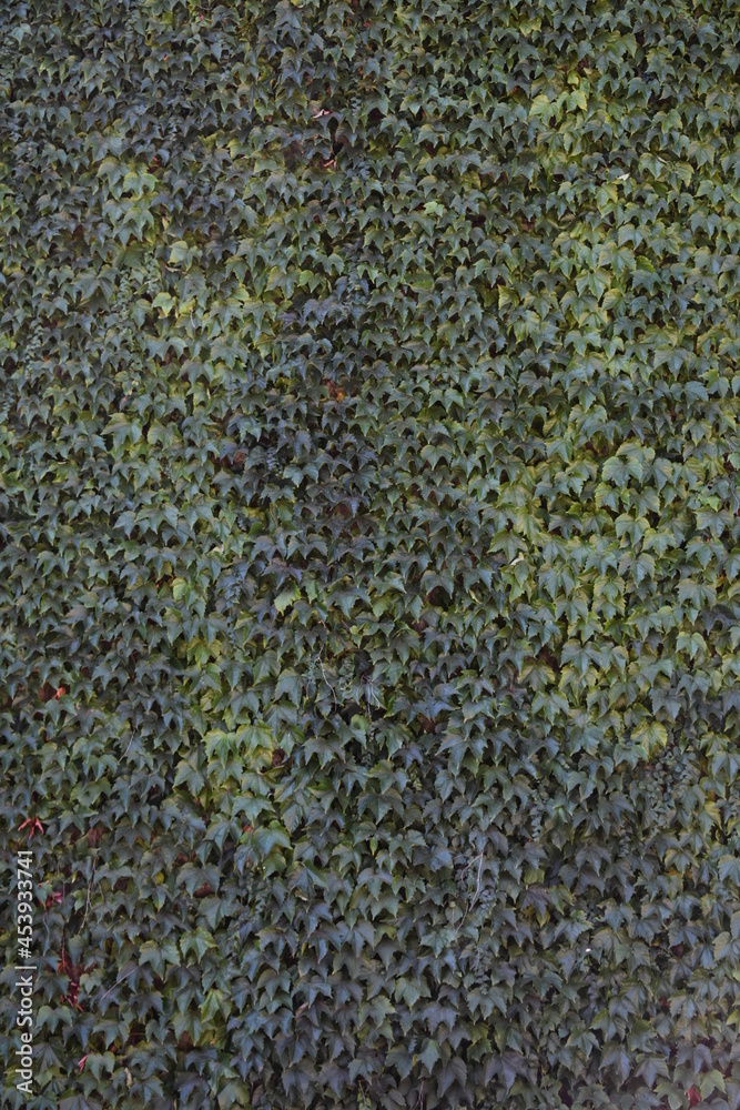 Hojas verdes Hojas verdes