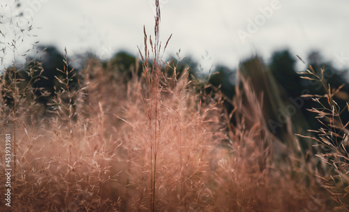Dried wild grasses close-up on blurred forest background