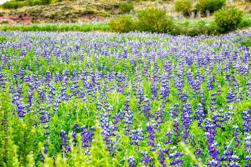 Andean field of flowers