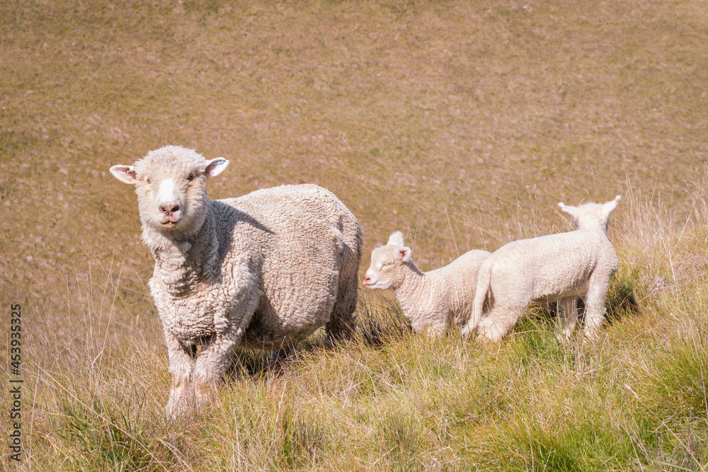 closeup of ewe with two newborn lambs on grassy slope closeup of ewe with two newborn lambs on grassy slope
