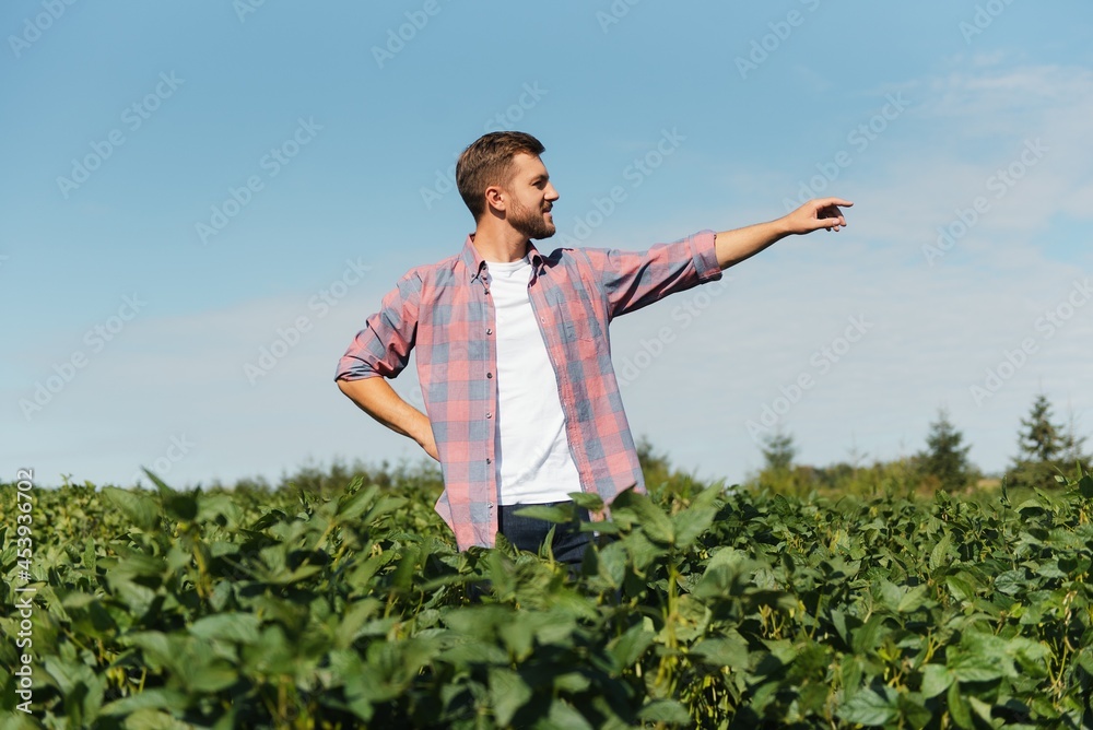 Agronomist inspecting soya bean crops growing in the farm field. Agriculture production concept. young agronomist examines soybean crop on field in summer. Farmer on soybean field Agronomist inspecting soya bean crops growing in the farm field. Agriculture production concept. young agronomist examines soybean crop on field in summer. Farmer on soybean field
