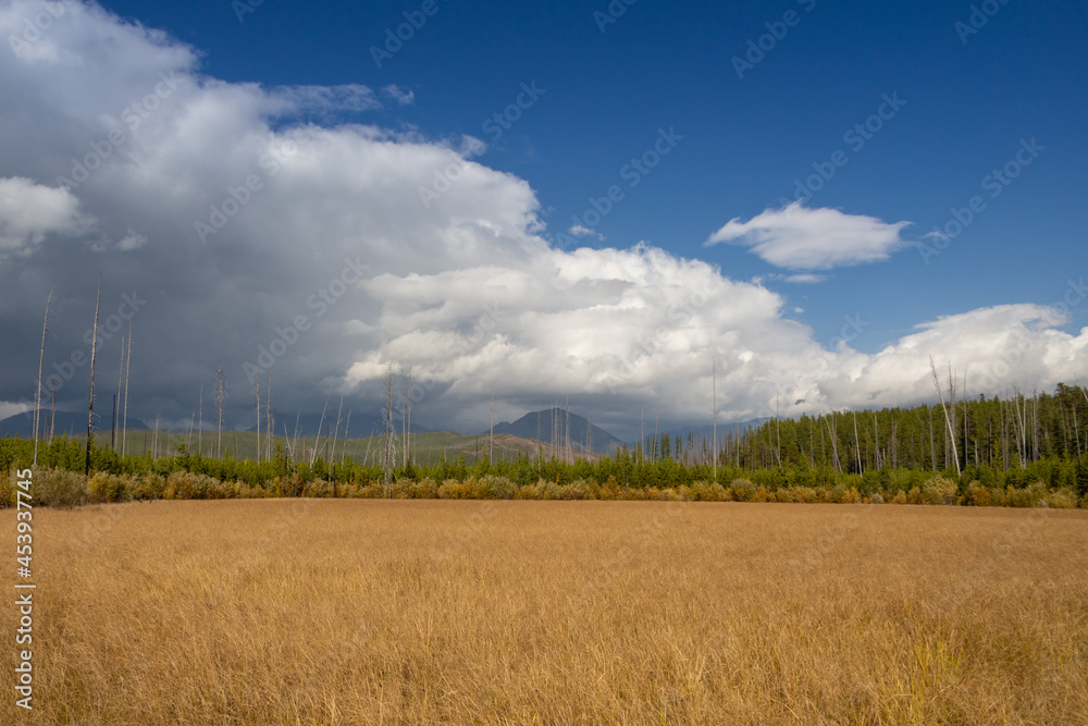 Tall grass meadow with forest in background, blue sky white clouds background Tall grass meadow with forest in background, blue sky white clouds background