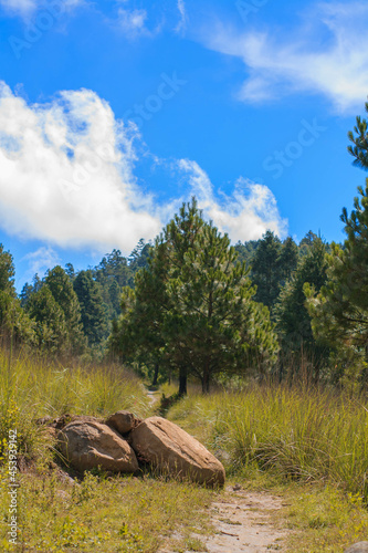 Veredas del bosque con piedras - Árbol solitario - árbol verde - árbol enfocado - árbol encuadrado en medio de la foto - paisaje con un pino y nubes photo