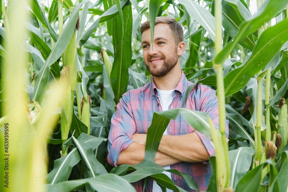 Agronomist holds tablet touch pad computer in the corn field and examining crops before harvesting. Agribusiness concept.