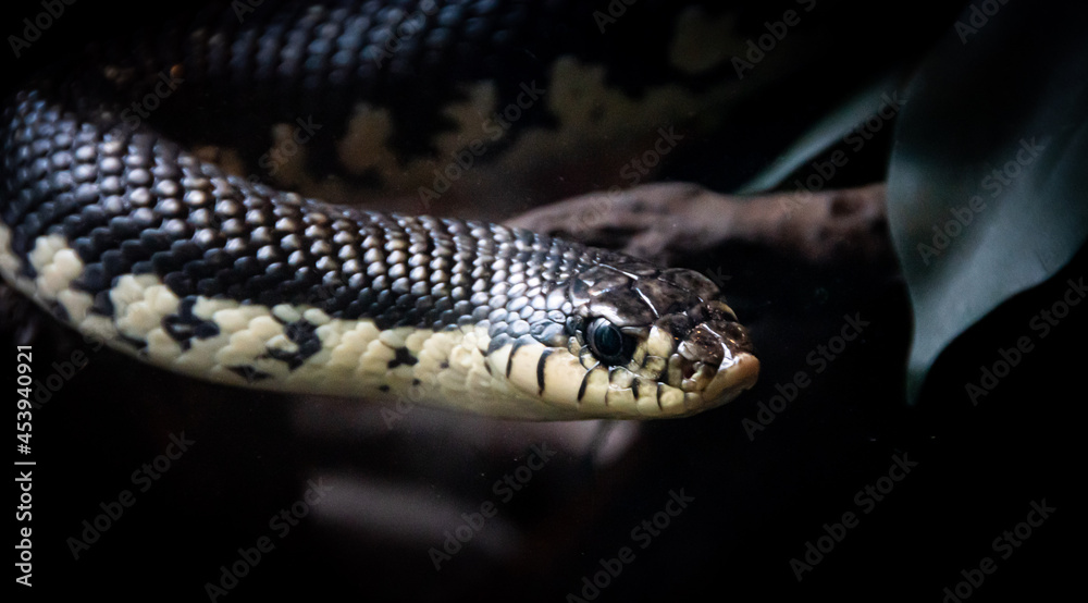 Fototapeta premium close up of a snake