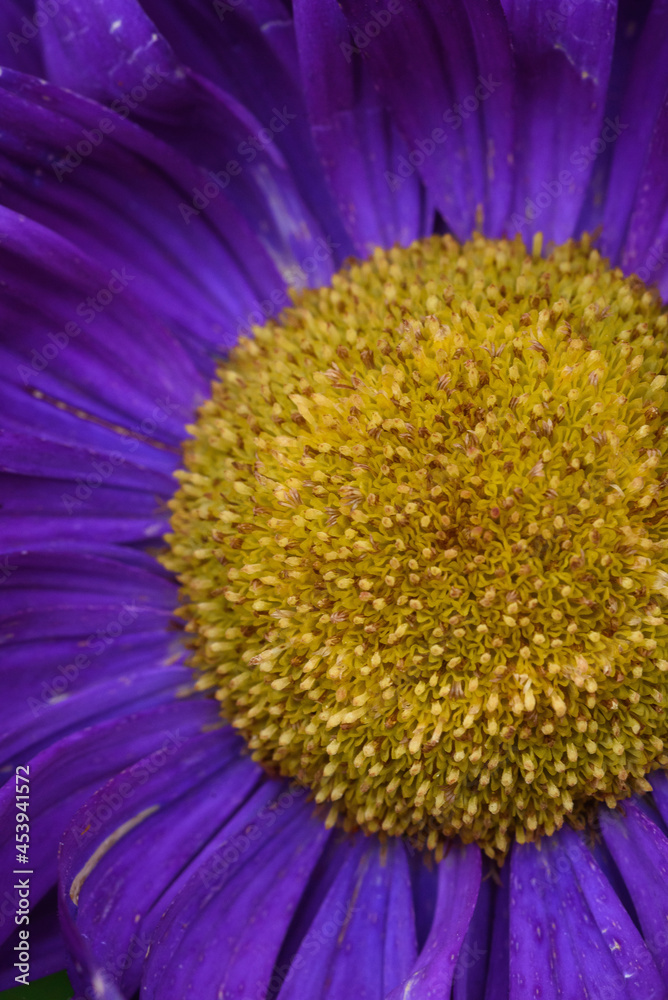 custom made wallpaper toronto digitalPurple peony-shaped asters, extreme close-up.
