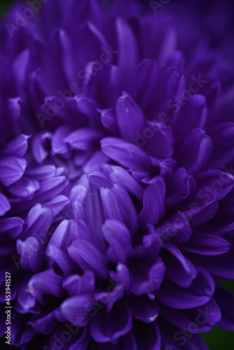 Purple peony-shaped asters, extreme close-up.