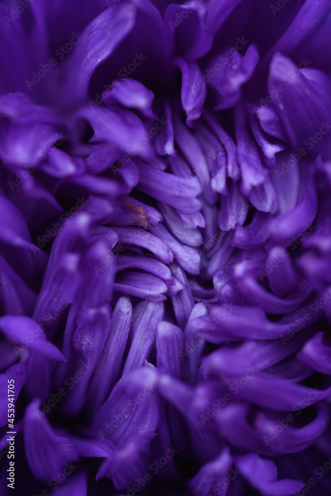 Purple peony-shaped asters, extreme close-up. Purple peony-shaped asters, extreme close-up.