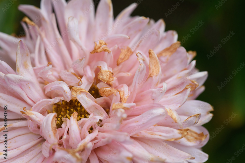 Close-up of a bud of a fading peony-shaped aster.