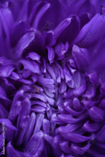 Purple peony-shaped asters, extreme close-up.