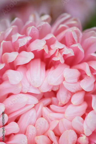 Pink peony-shaped aster extreme close-up.