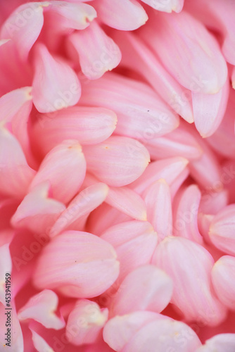 Pink peony-shaped aster extreme close-up.