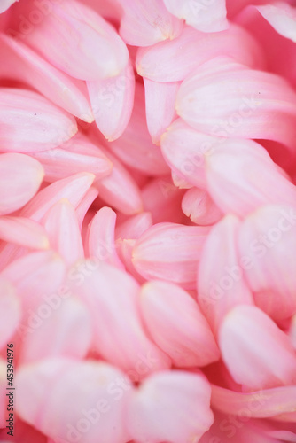 Pink peony-shaped aster extreme close-up.