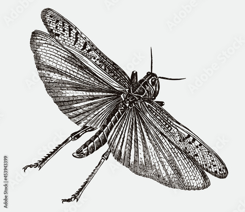 Flying migratory locust, locusta migratoria in top view. Illustration after antique engraving from the early 19th century