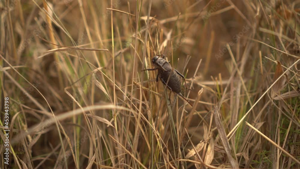 A fat brown beetle with large legs sits in dry grass close-up. A fat brown beetle with large legs sits in dry grass close-up.