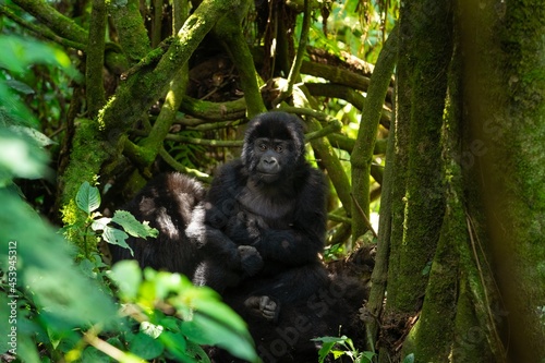 Mountain gorilla in the Bwindi Impenetrable National park. Group of gorilla remain in the forest. Wildlife in the Uganda.  © prochym