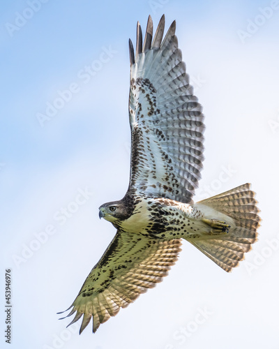 Canvas-taulu Coopers hawk in flight