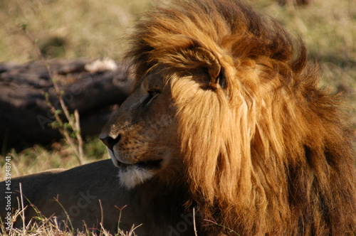 Male lion living in Masai Mara  Kenya