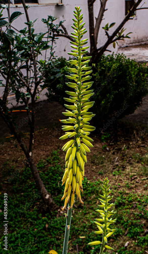 Fototapeta premium Flor de uma babosa