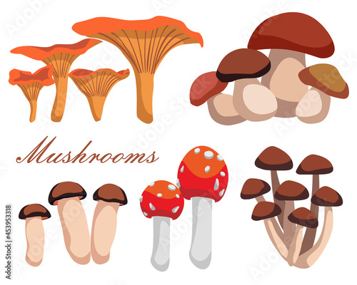Vector set of realistic forest mushrooms isolated on white background. Chanterelle, agaric honey, cep, orange-cap boletus, fly agaric.