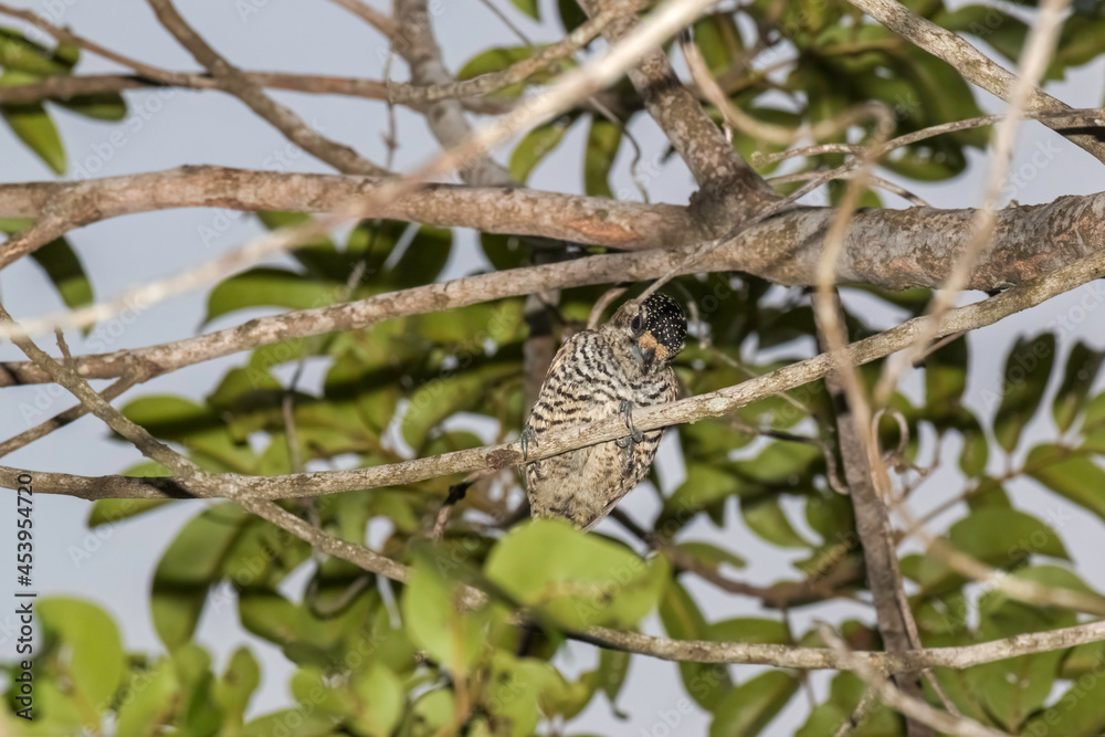 Female White-barred Piculet (Picumnus cirratus) on the Branch of the Tree Female White-barred Piculet (Picumnus cirratus) on the Branch of the Tree