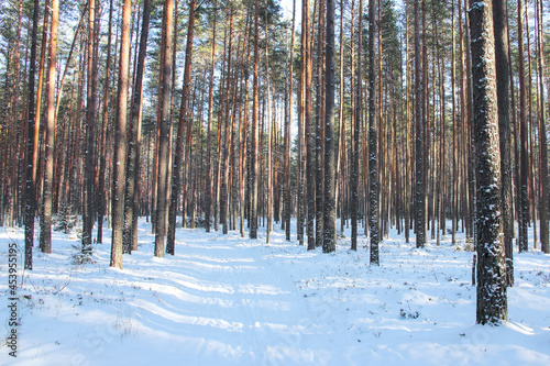 Winter pine forest in sunny day and snow-covered path with shadows