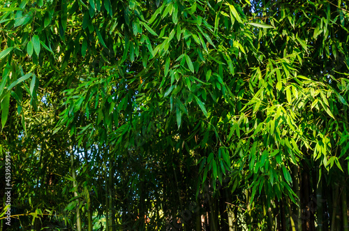 green bamboo plants illuminated by the rays of the sun