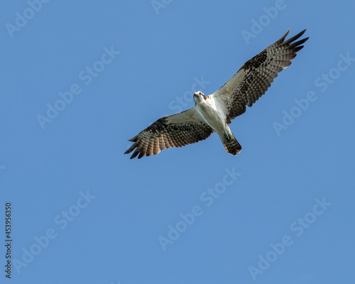 Osprey in Flight