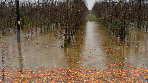 Cuadro en lienzo Flooded apple orchard in Motueka, Tasman Region, New Zealand.