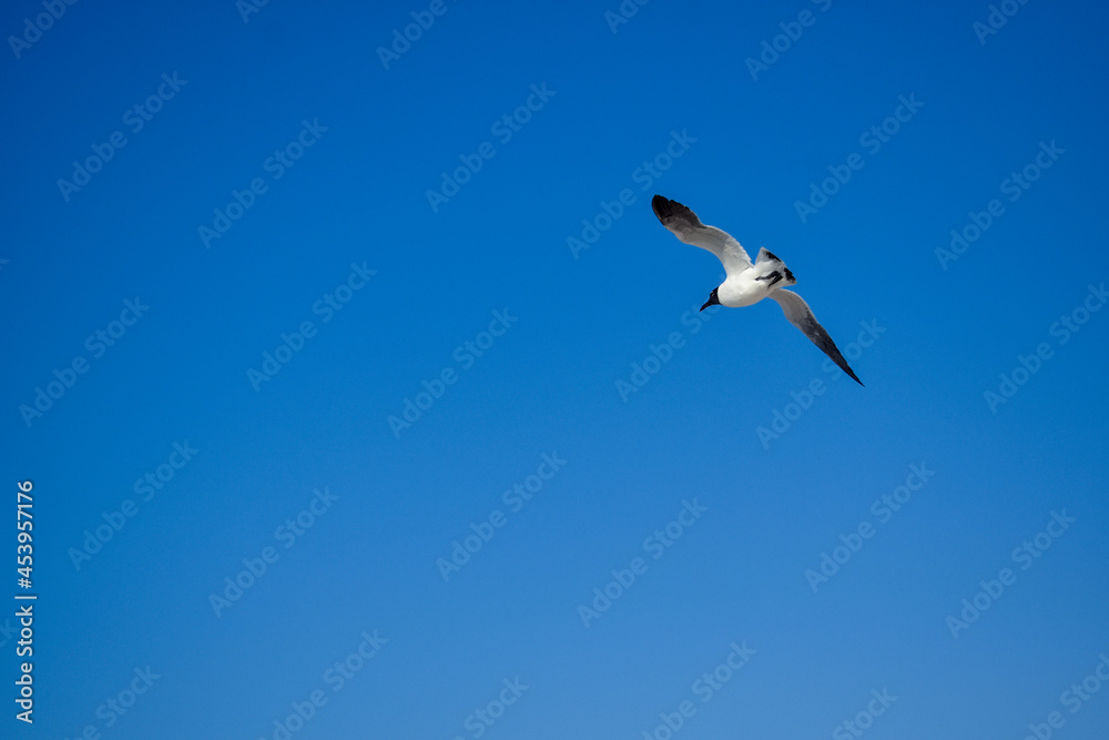 Gaviota volando en un cielo azul con las alas abiertas