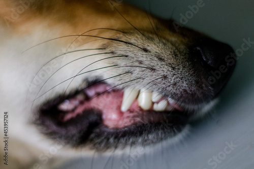 dog teeth. grin of a dog. partial focus of the frame. the dog is angry. top view, flat lay