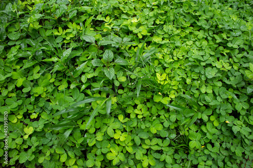 natural green ivy wall background