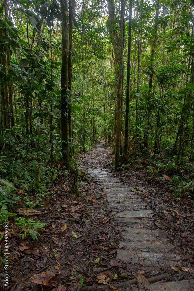 footpath in the forest with woods footpath in the forest with woods