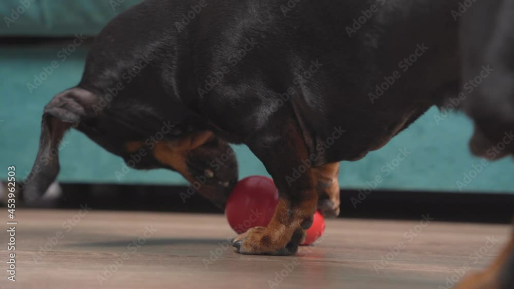 dog tries fetch and play in special chew toy for mental and physical stimulation. Interactive puzzle to extend play time at home.