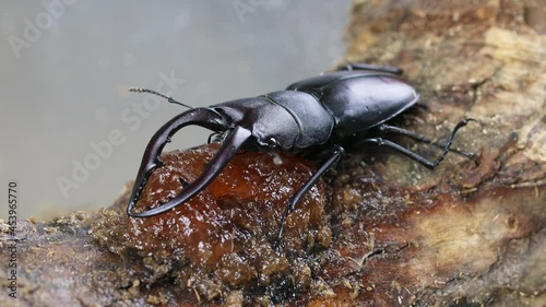 餌を食べるノコギリクワガタのオス photo