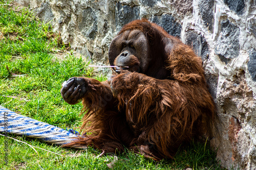  Orangutan in its habitat at the zoo 