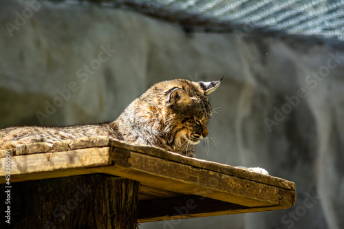 lynx in zoo