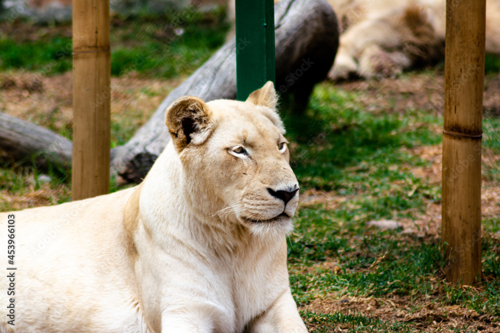 Obraz premium lion and lioness