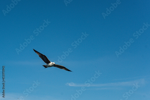seagull flying in blue sky wings wide apart