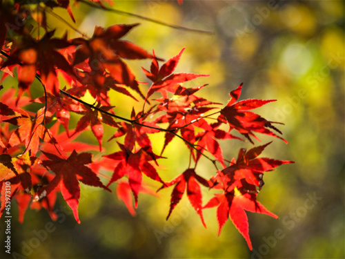 한국의 가을 단풍